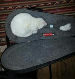 advice-animal:  Undeniable proof that cats are liquids…http://advice-animal.tumblr.com/