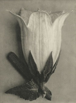 fragrantblossoms:  Karl Blossfeldt, Plant Study, 1928.     