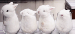saucefactory: xxdaybreak: baby bunnies sleeping in glasses  Tag