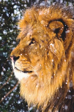 wonderous-world:  Snow lion by bigcatphotos UK 
