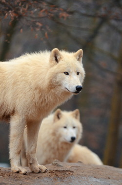 beautiful-wildlife:  Arctic Wolves by Mária Kristínková