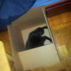 What’s in the box?!      My cat!