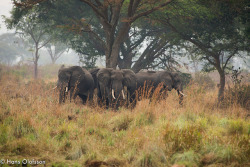 funnywildlife:  Elephants, Ishasha, Uganda by Hans Olofsson on