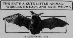 yesterdaysprint: Evansville Press, Indiana, January 14, 1909