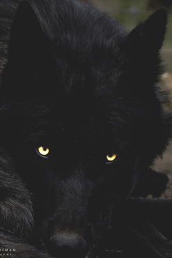 young-preacher:  Black Timber Wolf by Brad Kooiman