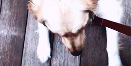 wiishugifs:  A day with Chica.