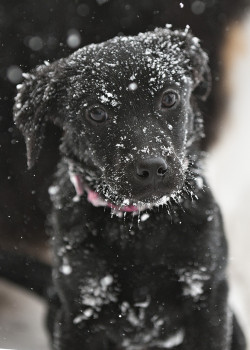earthandanimals:   Snow Dog by brusinger    