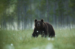 guilrosmer:  expressions-of-nature:  wild brown bear by David