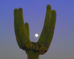 marbleslab:  Cactus Moon by oybay