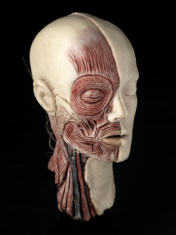 sixpenceee:  Anatomy work by Nathalie Latour. Check out this