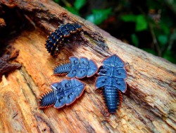 spectacularuniverse:  Wow! Beautiful trilobite beetles from Malaysia.