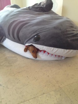 Shark eating a dog