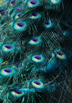 flowerling:  Peacock | Vilseskogen 