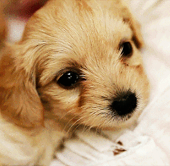 gif-giz:  Other Cute Gifs http://gif-giz.tumblr.com/ 