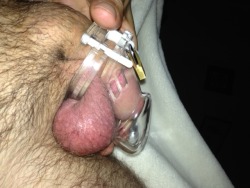 jockslave32:  In my new chastity cage 