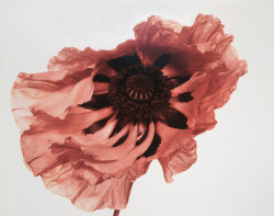  Irving Penn: Poppy, showgirl. London, 1968 