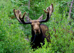 egosumlibertatem:  Shiras Moose - Grand Teton National Park by