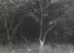 almavio:   Hajime Sawatari | Nadia in the forest, 1973