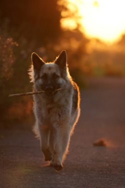 earthlycreatures:  DSC03238 (by LoganGSD) 