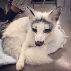 thenakedbusinessman:  A picture of a domesticated Silver Fox.
