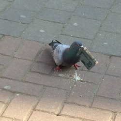 lemon-socks:  reblog the money pigeon for a financially stable