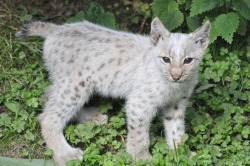 kingdom-of-the-cats:  White Young Eurasian Lynx (by Truus &