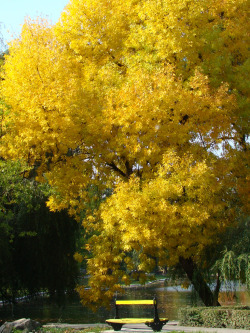 land-city:  Under the golden tree (Romania) by me_ady_blackcat |