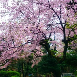 #Sakura 🌼🌼🌼 🇯🇵#travel #spring  (at Ueno Imperial
