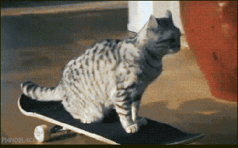 unimpressedcats:  he was a sk8er cat she said see ya later cat
