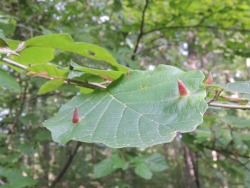 stonybrookwoods:  Cone galls on witch hazel leaf Cone gall aphids