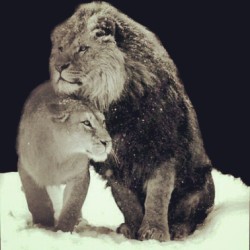 The Lion keeps his Lioness safe at all times