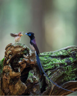 Suppertime (Bird of Paradise feeding its chick)