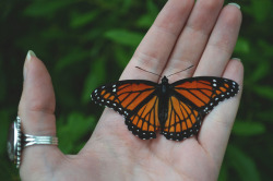 megarah-moon:  Found this poor   Viceroy butterfly  who could