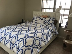 josephsbabies: Bluebell modeling my new bedspread