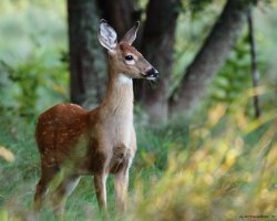 feather-haired:  Birthday Fawn by Natureguy ❁ 