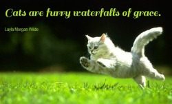 Free flowing feline