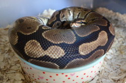 fuckyeahballpythons:  Is this comfortable for you,  Noodle.