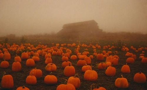 Perfect weather for pumpkin hunting