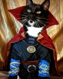 cat-cosplay:  “Dor'meow'mu, I’ve come to bargain.”  Never
