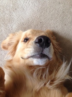 frahnkei:  lets face it and admit this dog can take better selfies