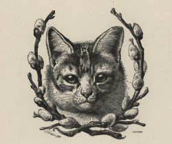 uwmspeccoll: A Serene Caturday We were searching for some images