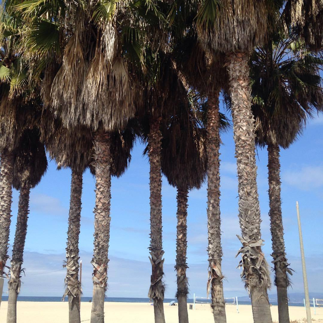<p>at Venice Beach Boardwalk</p>