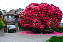 myunproductiveparadise:  Behold, a 120+ year old rhododendron