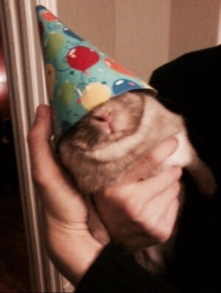 jellytotbun:  Happy New Year Everybun! Wishing you all the best