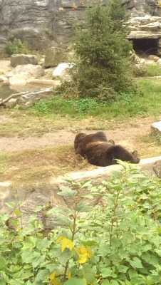 ripe-for-gelatino:  I got some good bear pictures at the bronx