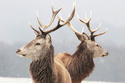 winterfellis:  Stags in the snow by JoshHamUK on Flickr. 