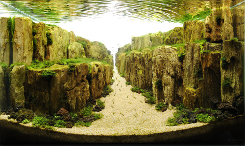 88floors:  The Underwater Art of Competitive Aquascaping The world of competitive aquarium design, or aquascaping, is just as difficult, expensive, and cutthroat as any other sport but requires expertise in many different fields to guarantee success.