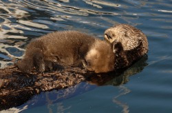 montereybayaquarium:  Mom’s work is never done! Sea otters