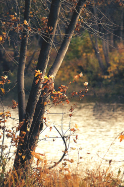 rwannphotos:  More of them trees by the water. 