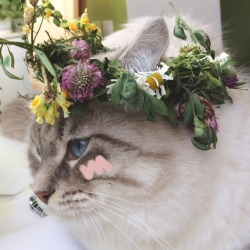 tinyhappykoala:  🌿 I finally made my kitten wear a flower